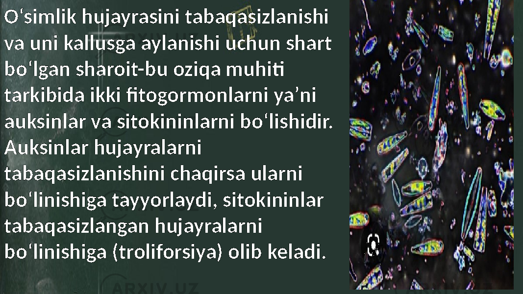 O‘simlik hujayrasini tabaqasizlanishi va uni kallusga aylanishi uchun shart bo‘lgan sharoit-bu oziqa muhiti tarkibida ikki fitogormonlarni ya’ni auksinlar va sitokininlarni bo‘lishidir. Auksinlar hujayralarni tabaqasizlanishini chaqirsa ularni bo‘linishiga tayyorlaydi, sitokininlar tabaqasizlangan hujayralarni bo‘linishiga (troliforsiya) olib keladi. 