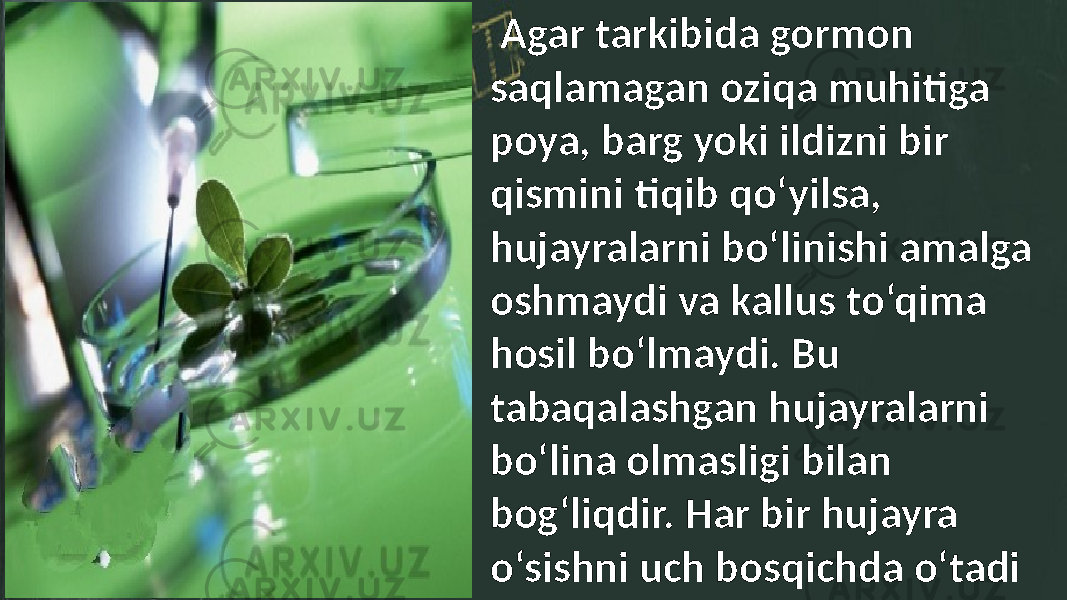  Agar tarkibida gormon saqlamagan oziqa muhitiga poya, barg yoki ildizni bir qismini tiqib qo‘yilsa, hujayralarni bo‘linishi amalga oshmaydi va kallus to‘qima hosil bo‘lmaydi. Bu tabaqalashgan hujayralarni bo‘lina olmasligi bilan bog‘liqdir. Har bir hujayra o‘sishni uch bosqichda o‘tadi 