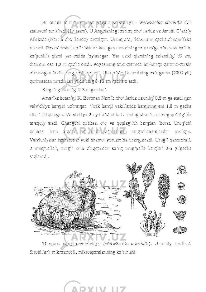 Bu oilaga bitta turkum va yagona velvichiya - Welwitschia mirabilis deb ataluvchi tur kiradi (17-rasm). U Angolaning toshloq cho’llarida va Janubi-G’arbiy Afrikada (Namib cho’llarida) tarqalgan. Uning o’q; ildizi 3 m gacha chuqurlikka tushadi. Poyasi tashqi qo’inishidan kesilgan daraxtning to’nkasiga o’xshash bo’lib, ko’pchilik qismi yer ostida joylashgan. Yer ustki qismining balandligi 50 sm, diametri esa 1,2 m gacha etadi. Poyasining tepa qismida bir-biriga qarama-qarshi o’rnashgan ikkita barg hosil bo’ladi. Ular o’simlik umrining oxirigacha (2000 yil) qurimasdan turadi. Bir yilda barg 8-15 sm gacha o’sadi. Bargning uzunligi 2-3 m ga etadi. Amerika botanigi K. Bortman Namib cho’llarida uzunligi 8,8 m ga etadi gan velvichiya bargini uchratgan. Yirik bargli vakillarida bargining eni 1,8 m gacha etishi aniqlangan. Velvichiya 2 uyli o’simlik. Ularning strobillari barg qo’ltig’ida taraqqiy etadi. Changchi qubbasi o’q va qoplag’ich bargdan iborat. Urug’chi qubbasi ham o’qdan va unda o’rnashgan tangachabarglardan tuzilgan. Velvichiyalar hasharotlar yoki shamol yordamida changlanadi. Urug’i qanotchali, 2 urug’pallali, urug’i unib chiqqandan so’ng urug’palla barglari 2-3 yilgacha saqlanadi. 17-rasm. Ajoyib velvichiya ( Welwitschia mirabilis ). Umumiy tuzilishi. Strobillari: mikrostrobil, mikrosporalarining ko’rinishi 