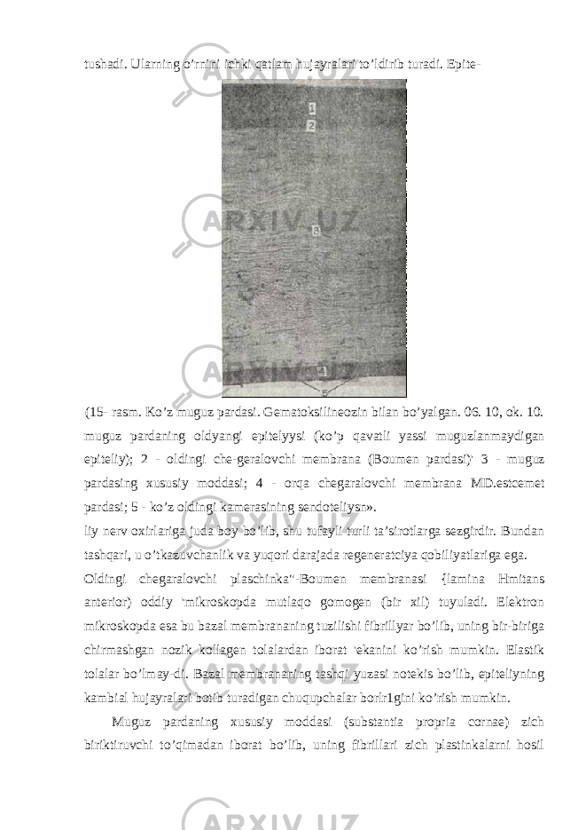 tushadi. Ularning o’rnini ichki qatlam hujayralari to’ldirib turadi. Epite- (15- rasm. Ko’z muguz pardasi. Gematoksilineozin bilan bo’yalgan. 06. 10, ok. 10. muguz pardaning oldyangi epitelyysi (k o’ p qavatli yassi muguzlanmaydigan epiteliy); 2 - oldingi che-geralovchi membrana (Boumen pardasi)&#39; 3 - muguz parda s ing xususiy moddasi; 4 - orqa chegaralovchi membrana MD.estcemet pardasi; 5 - ko’z oldingi kamerasining sendoteliysn». liy nerv oxirlariga juda boy bo’lib, shu tufayli turli ta’sirotlarga sezgirdir. Bundan tashqari, u o’tkazuvchanlik va yuqori darajada regeneratciya qobiliyatlariga ega. Oldingi chegaralovchi plaschinka&#34; - Boumen membranasi {lamina Hmitans anterior) oddiy &#39;mikroskopda mutlaqo gomogen (bir xil) tuyuladi. Elektron mikroskopda esa bu bazal membrananing tuzilishi fibrillyar bo’lib, uning bir-biriga chirmashgan nozik kollagen tolalardan iborat &#39;ekanini ko’rish mumkin. Elastik tolalar bo’lmay-di. Bazal membrananing tashqi yuzasi notekis bo’lib, epiteliyning kambial hujayralari botib turadigan chuqupchalar borlr1gini ko’rish mumkin. Muguz pardaning xususiy moddasi (substantia propria cornae) zich biriktiruvchi to’qimadan iborat bo’lib, uning fibrillari zich plastinkalarni hosil 