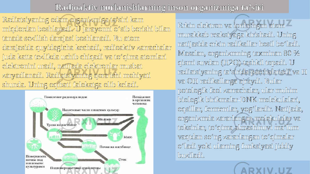 Radioaktiv nurlanishlarning inson organizmiga ta’siri Radiatsiyaning odam organizmiga ta’siri kam miqdordan boshlanadi. U jarayonni o‘sib borishi bilan tanada sezilish darajasi boshlanadi. Bu atom darajasida quyidagicha kechadi, radioaktiv zarrachalar juda katta tezlikda uchib chiqadi va to‘qima atomlari elektronini uradi, natijada elektronlar musbat zaryadlanadi. Radiatsiyaning qora ishi mohiyati shunda. Uning oqibati falokatga olib keladi. Erkin elektron va ionlashgan atom murakkab reaksiyaga kirishadi. Uning natijasida erkin radikallar hosil bo‘ladi. Masalan, organizmning taxminan 80 % qismi suvdan (H2O) tashkil topadi. U radiatsiyaning ta’sirida parchalanadi va H va OH radikallarga ajraydi. Bular potologik faol zarrachalar, ular muhim biologik birikmalar-DNK molekulalari, oqsillar, fermentlar, yog‘lardir. Natijada, organizmda zararlangan molekulalar va toksinlar, to‘qima almashinuvi ma’lum vaqtdan so‘ng zararlangan to‘qimalar o‘ladi yoki ularning funksiyasi jiddiy buziladi. 