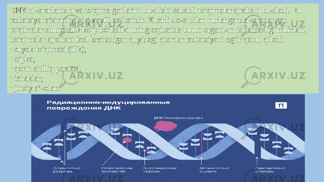 DNKni zararlanishi va to‘qima genlarini buzilishi sababli to‘qimalar ajralishi buziladi. Bu radiatsiya ta’sirining eng xavfli oqibatidir. Kuchli doza bilan nurlanganda zararlangan to‘qimalar shunchalik ko‘p bo‘ladiki uning oqibatida butun organizm ishlamasligi mumkin. To‘qimalar ajralishi faol kechadigan quyidagi qismlar radiatsiyani og‘ir qabul qiladi: • suyak to‘qimasi (ilik); • o‘pka; • qorin shilliq pardasi; • ichaklar; • jinsiy a’zolar. 