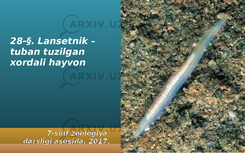 28-§. Lansetnik – tuban tuzilgan xordali hayvon 7-sinf zoologiya darsligi asosida. 2017. 