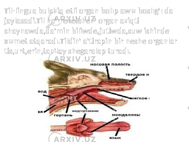 Til - lingua bulshiq etli organ bolıp awız boslıg&#39;ı da jaylasadi.Til ha&#39;rreketshen&#39; organ aziqti shaynawda,da&#39;min biliwde,jutiwda,suw ishinde xızmet atqaradı.Tildin&#39; a&#39;tirapin bir neshe organlar tis,urt,erin,tan&#39;lay shegaralap turadı. 