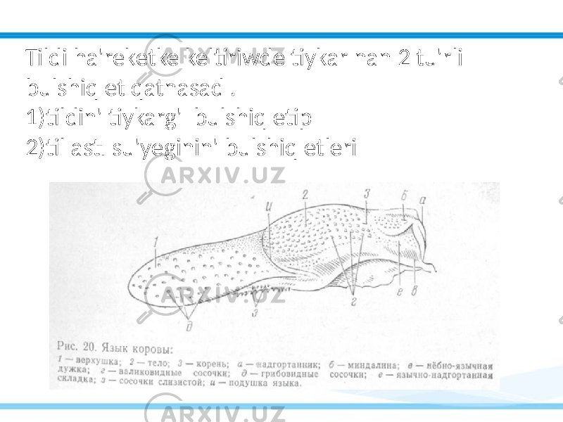 Tildi ha&#39;reketke keltiriwde tiykarınan 2 tu&#39;rli bulshiq et qatnasadı. 1)tildin&#39; tiykarg&#39;ı bulshiq etip 2)til astı su&#39;yeginin&#39; bulshiq etleri 