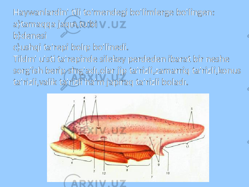 Haywanlardin&#39; tili to&#39;mendegi bo&#39;limlerge bo&#39;lingen: a)tamaqqa jaqın,tu&#39;bi b)denesi c)ushqi ta&#39;repi bolıp bo&#39;linedi. Tildın&#39; u&#39;sti ta&#39;repinde silekey perdeden ibarat bir neshe sorg&#39;ish berip shıg&#39;adı,olar jip ta&#39;rizli,zamarriq ta&#39;rizli,konus ta&#39;rizli,valik ta&#39;rizli ha&#39;m japiraq ta&#39;rizli boladı. 