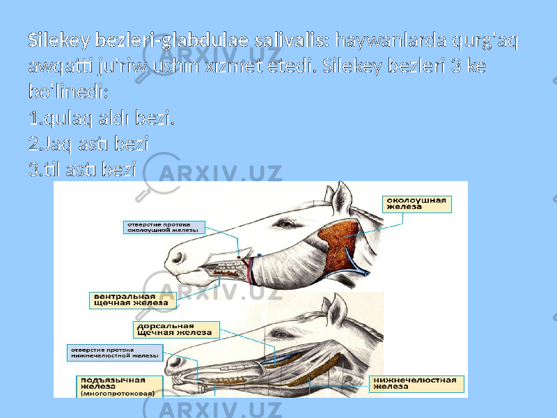 Silekey bezleri-glabdulae salivalis: haywanlarda qurg&#39;aq awqatti ju&#39;riw ushın xızmet etedi. Silekey bezleri 3 ke bo&#39;linedi: 1.qulaq aldı bezi. 2.Jaq astı bezi 3.til astı bezi 