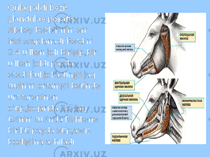 Qulaq aldı bezi- glandulae poratis: silekey bezlerinin&#39; en&#39; irisi esaplanadı.Bezdin&#39; 3-4 u&#39;lken jolı birigip,bir u&#39;lken joldı payda etedi.Bul jol astıng&#39;i jaq tusinin&#39; ortan&#39;g&#39;i betinde urt tarepinen o&#39;tip,joqarıda 3-5 jaq tisinin&#39; tusinda kishkene birikti payda etip,awız boslig&#39;ina ashıladı. 