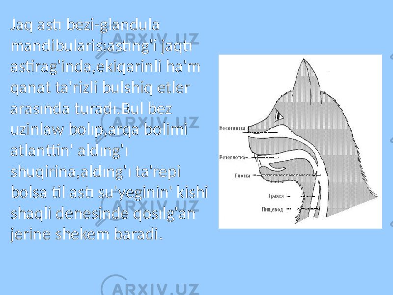 Jaq astı bezi-glandula mandibularis:astıng&#39;i jaqtı astirag&#39;inda,ekiqarinli ha&#39;m qanat ta&#39;rizli bulshiq etler arasında turadı.Bul bez uzinlaw bolıp,arqa bolimi atlanttin&#39; aldıng&#39;ı shuqirina,aldıng&#39;ı ta&#39;repi bolsa til astı su&#39;yeginin&#39; kishi shaqli denesinde qosılg&#39;an jerine shekem baradi. 