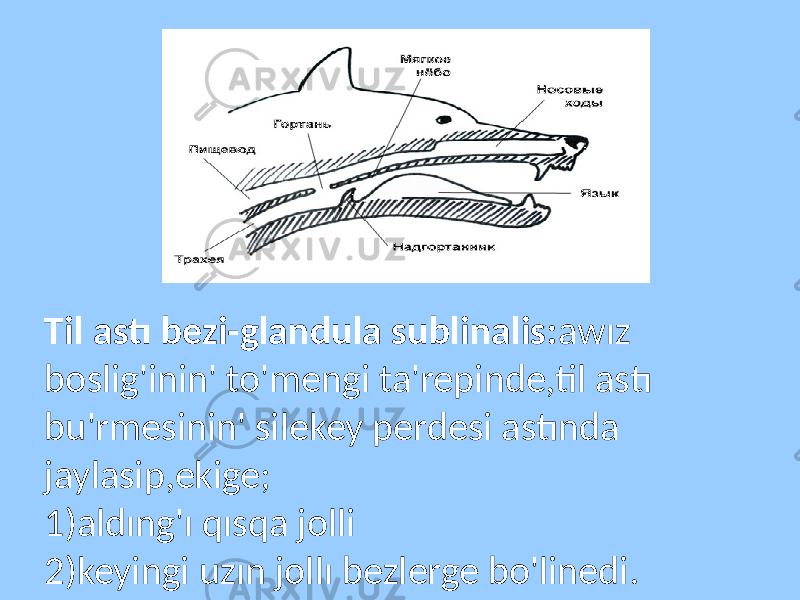 Til astı bezi-glandula sublinalis: awız boslig&#39;inin&#39; to&#39;mengi ta&#39;repinde,til astı bu&#39;rmesinin&#39; silekey perdesi astında jaylasip,ekige; 1)aldıng&#39;ı qısqa jolli 2)keyingi uzın jollı bezlerge bo&#39;linedi. 