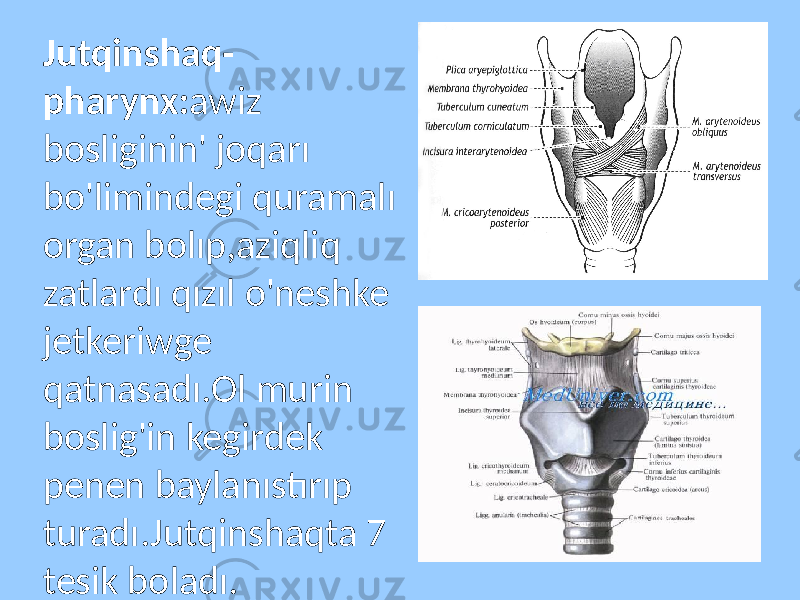 Jutqinshaq- pharynx: awiz bosliginin&#39; joqarı bo&#39;limindegi quramalı organ bolıp,aziqliq zatlardı qızıl o&#39;neshke jetkeriwge qatnasadı.Ol murin boslig&#39;in kegirdek penen baylanıstırıp turadı.Jutqinshaqta 7 tesik boladı. 