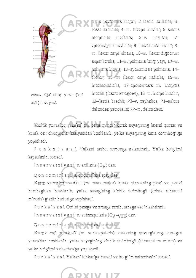 rasm. Qo‘lning yuza (teri osti) fassiyasi. 1–m. pectoralis major; 2–fascia axillaris; 3– fossa axillaris; 4–m. triceps brachii; 5–sulcus bicipitalis medialis; 6–v. basilica; 7– epicondylus medialis; 8– fascia antebrachii; 9– m. flexor carpi ulnaris; 10–m. flexor digitorum superficialis; 11–m. palmaris longi payi; 12–m. palmaris brevis; 13–aponeurosis palmaris; 14– thenor; 15–m. flexor carpi radialis; 16–m. brachioradialis; 17–aponeurosis m. bicipitis brachii (fascia Pirogowi); 18–m. bicips brachii; 19–fascia brachii; 20–v, cephalica; 21–sulcus deltoidea pectoralis; 22–m. deltoideus. Kichik yumaloq muskul (m. teres minor) kurak suyagining lateral qirrasi va kurak osti chuqurcha fassiyasidan boshlanib, yelka suyagining katta do‘mbog‘iga yopishadi. F u n k s i y a s i. Yelkani tashqi tomonga aylantiradi. Yelka bo‘g‘imi kapsulasini tortadi. I n n e r v a t s i y a s i: n. axillaris (C V ) dan. Q o n t o m i r l a r i: a. circumflexa scapulae. Katta yumaloq muskul (m. teres major) kurak qirrasining pasti va pastki burchagidan boshlanib, yelka suyagining kichik do‘mbog‘i (crista tuberculi minoris) g‘adir-buduriga yopishadi. F u n k s i y a s i. Qo‘lni pastga va orqaga tortib, tanaga yaqinlashtiradi. I n n e r v a t s i y a s i: n. subscapularis (C V – VIII ) dan. Q o n t o m i r l a r i: a. circumflexa scapulae. Kurak osti muskuli . (m. subscapularis) kurakning qovurg‘alarga qaragan yuzasidan boshlanib, yelka suyagining kichik do‘mbog‘i (tuberculum minus) va yelka bo‘g‘imi xaltachasiga yopishadi. F u n k s i y a s i. Yelkani ichkariga buradi va bo‘g‘im xaltachasini tortadi. 
