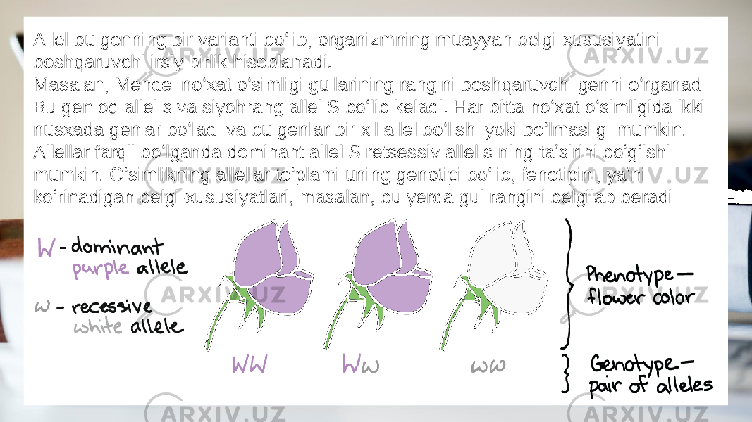 Allel bu genning bir varianti boʻlib, organizmning muayyan belgi-xususiyatini boshqaruvchi irsiy birlik hisoblanadi. Masalan, Mendel noʻxat oʻsimligi gullarining rangini boshqaruvchi genni oʻrganadi. Bu gen oq allel s va siyohrang allel S boʻlib keladi. Har bitta noʻxat oʻsimligida ikki nusxada genlar boʻladi va bu genlar bir xil allel boʻlishi yoki boʻlmasligi mumkin. Allellar farqli boʻlganda dominant allel S retsessiv allel s ning taʼsirini boʻgʻishi mumkin. Oʻsimlikning allellar toʻplami uning genotipi boʻlib, fenotipini, yaʼni koʻrinadigan belgi-xususiyatlari, masalan, bu yerda gul rangini belgilab beradi 