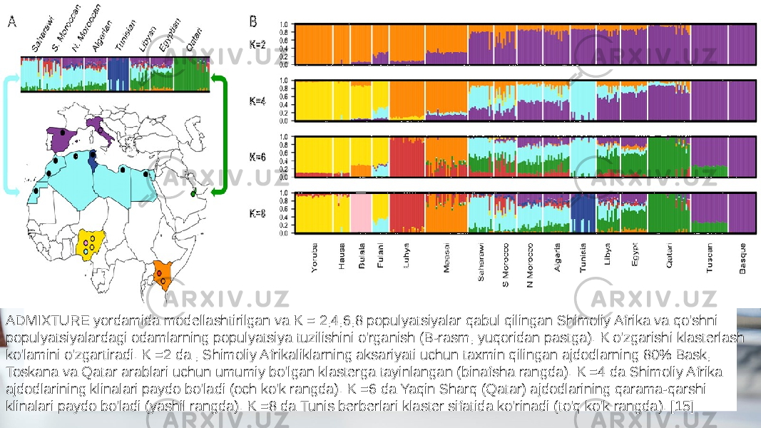 ADMIXTURE yordamida modellashtirilgan va K = 2,4,6,8 populyatsiyalar qabul qilingan Shimoliy Afrika va qo&#39;shni populyatsiyalardagi odamlarning populyatsiya tuzilishini o&#39;rganish (B-rasm, yuqoridan pastga). K o&#39;zgarishi klasterlash ko&#39;lamini o&#39;zgartiradi. K =2 da , Shimoliy Afrikaliklarning aksariyati uchun taxmin qilingan ajdodlarning 80% Bask, Toskana va Qatar arablari uchun umumiy bo&#39;lgan klasterga tayinlangan (binafsha rangda). K =4 da Shimoliy Afrika ajdodlarining klinalari paydo bo&#39;ladi (och ko&#39;k rangda). K =6 da Yaqin Sharq (Qatar) ajdodlarining qarama-qarshi klinalari paydo bo&#39;ladi (yashil rangda). K =8 da Tunis berberlari klaster sifatida ko&#39;rinadi (to&#39;q ko&#39;k rangda). [15] 