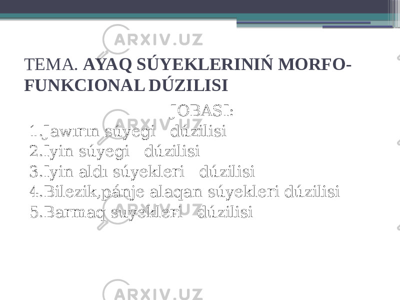 TEMA. AYAQ SÚYEKLERINIŃ MORFO- FUNKCIONAL DÚZILISI JOBASI: 1.Jawırın súyegi dúzilisi 2.Iyin súyegi dúzilisi 3.Iyin aldı súyekleri dúzilisi 4.Bilezik,pánje alaqan súyekleri dúzilisi 5.Barmaq suyekleri dúzilisi 