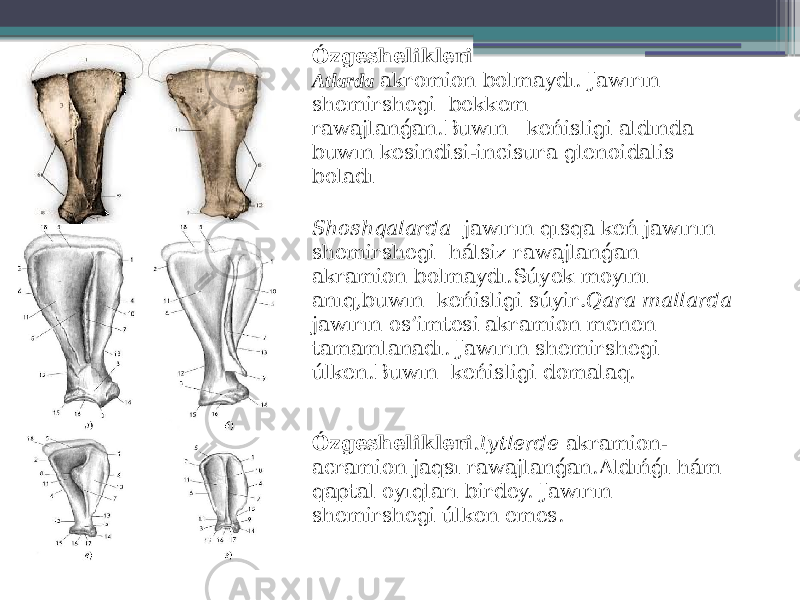 Ózgeshelikleri . Iytlerde akramion- acramion jaqsı rawajlanǵan.Aldıńǵı hám qaptal oyıqları birdey. Jawırın shemirshegi úlken emes.Ózgeshelikleri Atlarda akromion bolmaydı. Jawırın shemirshegi bekkem rawajlanǵan.Buwın keńisligi aldında buwın kesindisi-incisura glenoidalis boladı Shoshqalarda jawırın qısqa keń jawırın shemirshegi hálsiz rawajlanǵan akramion bolmaydı.Súyek moyını anıq,buwın keńisligi súyir .Qara mallarda jawırın os’imtesi akramion menen tamamlanadı. Jawırın shemirshegi úlken.Buwın keńisligi domalaq. 