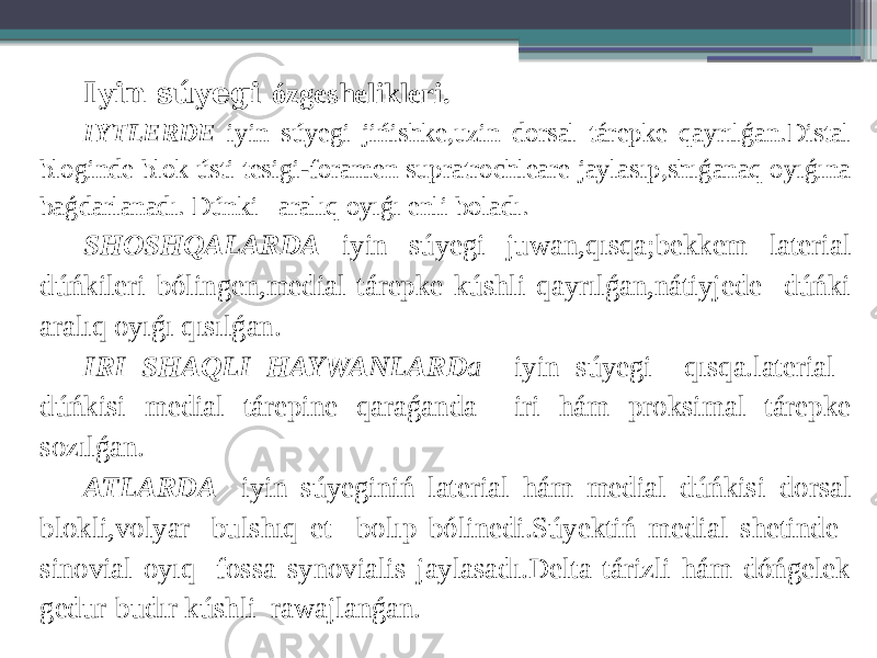 Iyin súyegi ózgeshelikleri. IYTLERDE iyin súyegi jińishke,uzin dorsal tárepke qayrılǵan.Distal bloginde blok ústi tesigi-foramen supratrochleare jaylasıp,shıǵanaq oyıǵına baǵdarlanadı. Dúnki aralıq oyıǵı enli boladı. SHOSHQALARDA iyin súyegi juwan,qısqa;bekkem laterial dúńkileri bólingen,medial tárepke kúshli qayrılǵan,nátiyjede dúńki aralıq oyıǵı qısılǵan. IRI SHAQLI HAYWANLARD a iyin súyegi qısqa.laterial dúńkisi medial tárepine qaraǵanda iri hám proksimal tárepke sozılǵan. ATLARDA iyin súyeginiń laterial hám medial dúńkisi dorsal blokli,volyar- bulshıq et bolıp bólinedi.Súyektiń medial shetinde sinovial oyıq- fossa synovialis jaylasadı.Delta tárizli hám dóńgelek gedur-budır kúshli rawajlanǵan. 