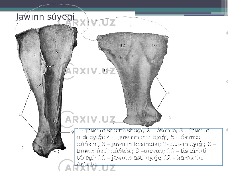 Jawırın súyegi 1 –jawırın shemirshegi; 2 – ósimte; 3 – jawırın aldı oyıǵı; 4 – jawırın artı oyıǵı; 5 – ósimte dúńkisi; 6 – jawırın kesindisi; 7- buwın oyıǵı; 8 – buwın ústi dúńkisi; 9 –moyını; 10 – tis tárizli tárepi; 11 – jawırın asti oyıǵı; 12 – karokoid ósimte. 