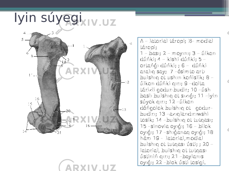 Iyin súyegi A – laterial tárepi; B– medial tárepi; 1 – bası; 2 – moyını; 3 – úlken dúńki; 4 – kishi dúńki; 5 – ortańǵı dúńki; ; 6 – dúńki aralıq say; 7 –ósimte artı bulshıq et ushın keńislik; 8 – úlken dúńki qırı; 9 –delta tárizli gedur-budir; 10 –úsh baslı bulshıq et sızıǵı; 11 –iyin súyek qırı; 12 –úlken dóńgelek bulshıq et gedur- budirı; 13 –azıqlandırıwshi tesik; 14 –bulshıq et tutqası; 15 –sinovia oyıǵı; 16 – bilek oyıǵı; 17 –shıǵanaq oyıǵı; 18 hám 19 - laterial,medial bulshıq et tutqası ústi; ; 20 – laterial, bulshıq et tutqası ústiniń qırı; 21 –baylanıs oyıǵı; 22 –blok ústi tesigi. 