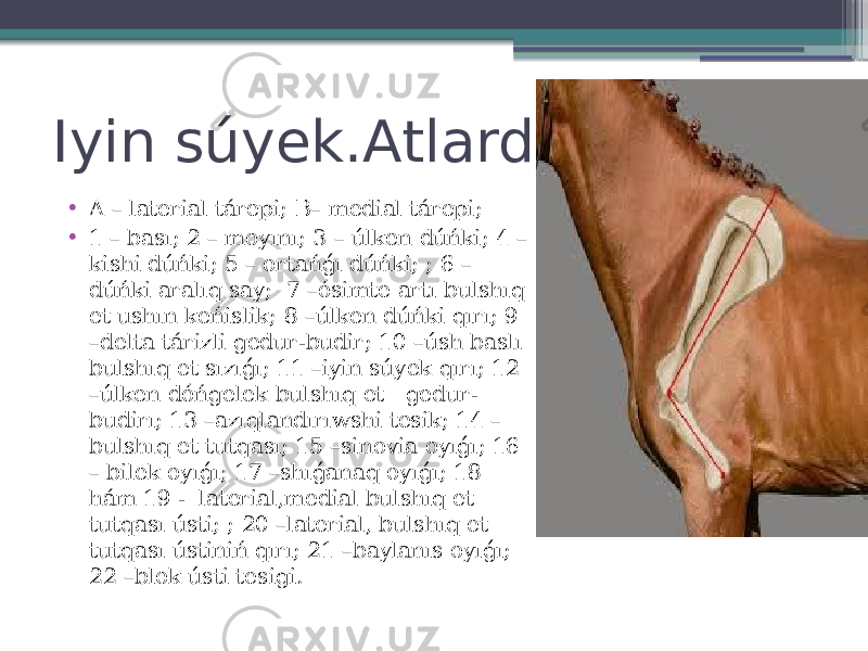 Iyin súyek.Atlarda • A – laterial tárepi; B– medial tárepi; • 1 – bası; 2 – moyını; 3 – úlken dúńki; 4 – kishi dúńki; 5 – ortańǵı dúńki; ; 6 – dúńki aralıq say; 7 –ósimte artı bulshıq et ushın keńislik; 8 –úlken dúńki qırı; 9 –delta tárizli gedur-budir; 10 –úsh baslı bulshıq et sızıǵı; 11 –iyin súyek qırı; 12 –úlken dóńgelek bulshıq et gedur- budirı; 13 –azıqlandırıwshi tesik; 14 – bulshıq et tutqası; 15 –sinovia oyıǵı; 16 – bilek oyıǵı; 17 –shıǵanaq oyıǵı; 18 hám 19 - laterial,medial bulshıq et tutqası ústi; ; 20 –laterial, bulshıq et tutqası ústiniń qırı; 21 –baylanıs oyıǵı; 22 –blok ústi tesigi. 