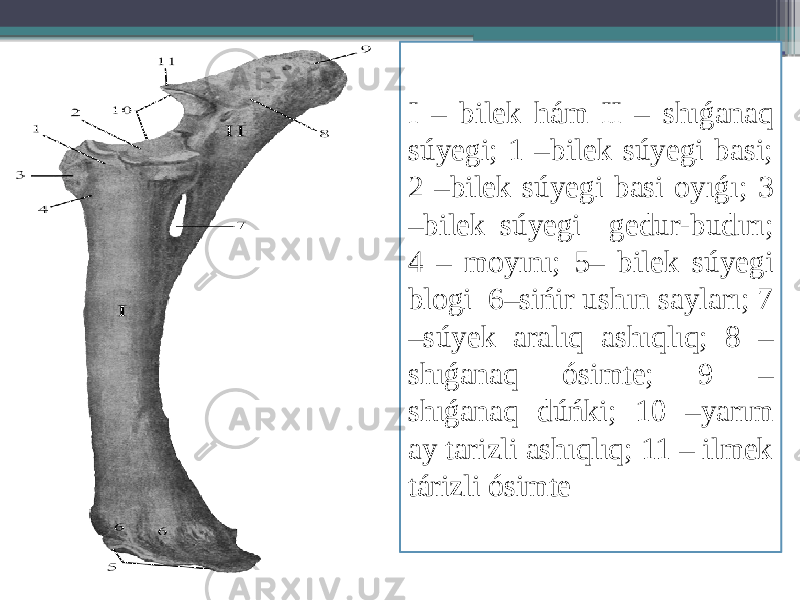 I – bilek hám II – shıǵanaq súyegi; 1 –bilek súyegi basi; 2 –bilek súyegi basi oyıǵı; 3 –bilek súyegi gedur-budırı; 4 – moyını; 5– bilek súyegi blogi 6–sińir ushın sayları; 7 –súyek aralıq ashıqlıq; 8 – shıǵanaq ósimte; 9 – shıǵanaq dúńki; 10 –yarım ay tarizli ashıqlıq; 11 – ilmek tárizli ósimte 