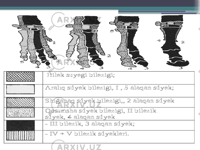  Bilek suyegi bilezigi ; Aralıq súyek bilezigi , I , 5 alaqan súyek ; Shıǵanaq súyek bilezigi, , 2 alaqan súyek Qosımsha súyek bilezigi , II bilezik súyek , 4 alaqan súyek - III bilezik , 3 alaqan súyek ; - IV + V bilezik súyekleri . 