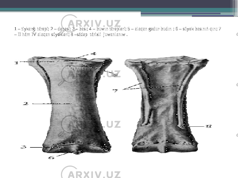 1 – tiykarǵı tárepi; 2 – denesi; 3 – bası; 4 – buwın tárepleri; 5 – alaqan gedur-budırı ; 6 – súyek basınıń qırı; 7 – II hám IV alaqan súyekleri; 8 –sádep tárizli juwanlanıw . 