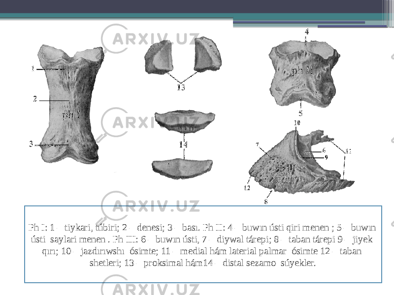 Ph I: 1 – tiykari, túbiri; 2 – denesi; 3 – bası. Ph II: 4 – buwın ústi qiri menen ; 5 – buwın ústi saylari menen . Ph III: 6 – buwın ústi, 7 – diywal tárepi; 8 – taban tárepi 9 – jiyek qırı; 10 – jazdırıwshı ósimte; 11 – medial hám laterial palmar ósimte 12 – taban shetleri; 13 – proksimal hám14 – distal sezamo súyekler. 