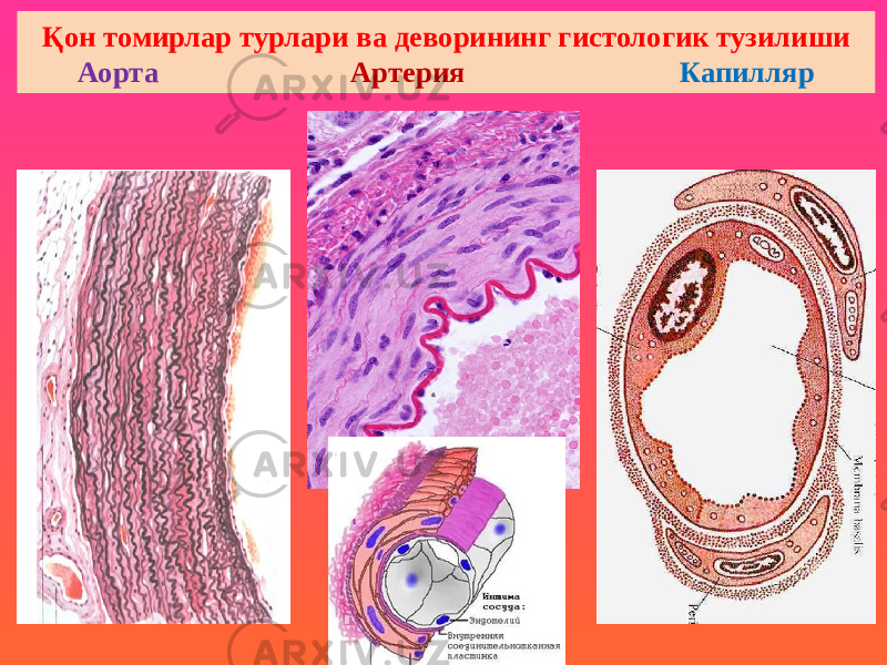 Қон томирлар турлари ва деворининг гистологик тузилиши Аорта Артерия Капилляр 