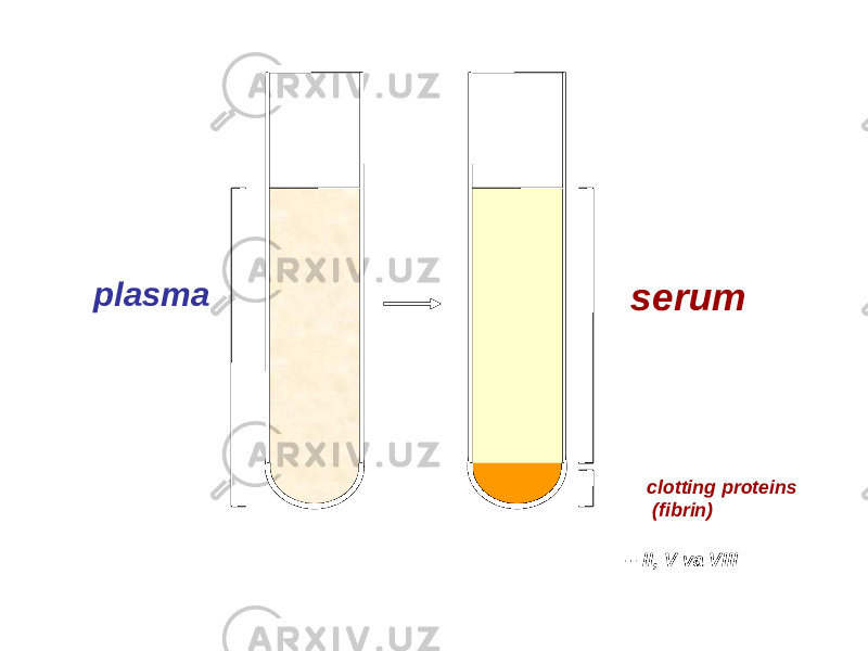 plasma serum clotting proteins (fibrin) -- II, V va VIII 