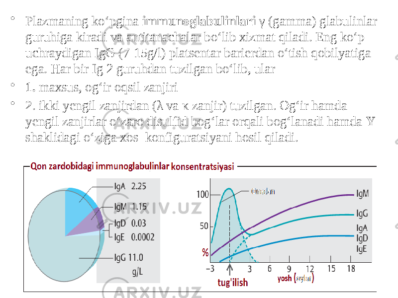 • Plazmaning koʻpgina immunoglabulinlari γ (gamma) glabulinlar guruhiga kiradi va antitanachalar boʻlib xizmat qiladi. Eng koʻp uchraydigan IgG (7-15g/l) platsentar barierdan oʻtish qobilyatiga ega. Har bir Ig 2 guruhdan tuzilgan boʻlib, ular • 1. maxsus, ogʻir oqsil zanjiri • 2 . ikki yengil zanjirdan (λ va κ zanjir) tuzilgan. Ogʻir hamda yengil zanjirlar oʻzaro disulfid bogʻlar orqali bogʻlanadi hamda Y shaklidagi oʻziga xos konfiguratsiyani hosil qiladi. Dentistry 07 17 