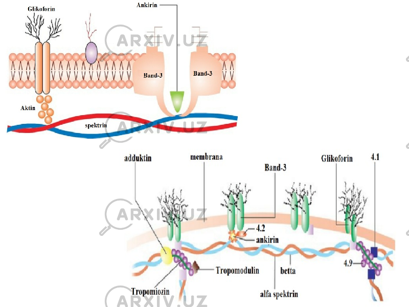 Dentistry 07 29 