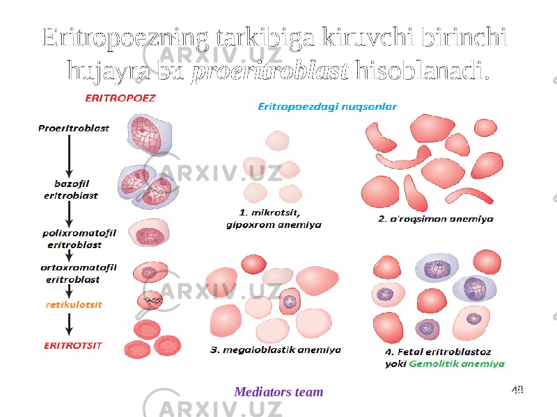 Eritropoezning tarkibiga kiruvchi birinchi hujayra bu proeritroblast hisoblanadi. 48 Mediators team 