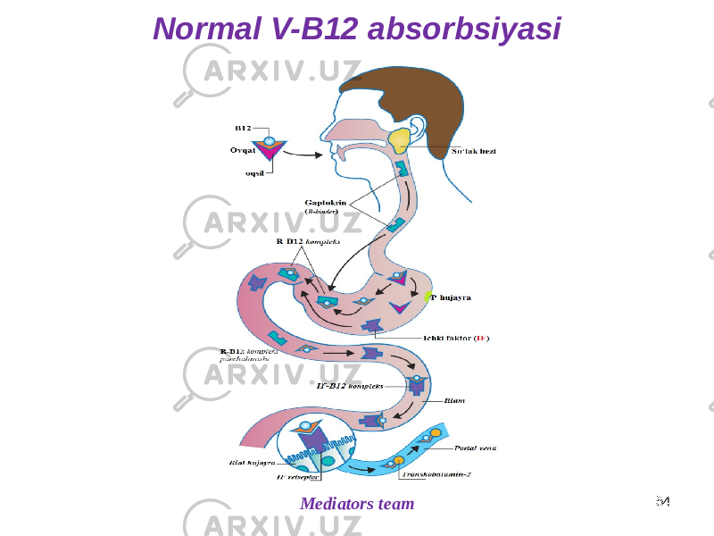 Normal V-B12 absorbsiyasi Mediators team 54 