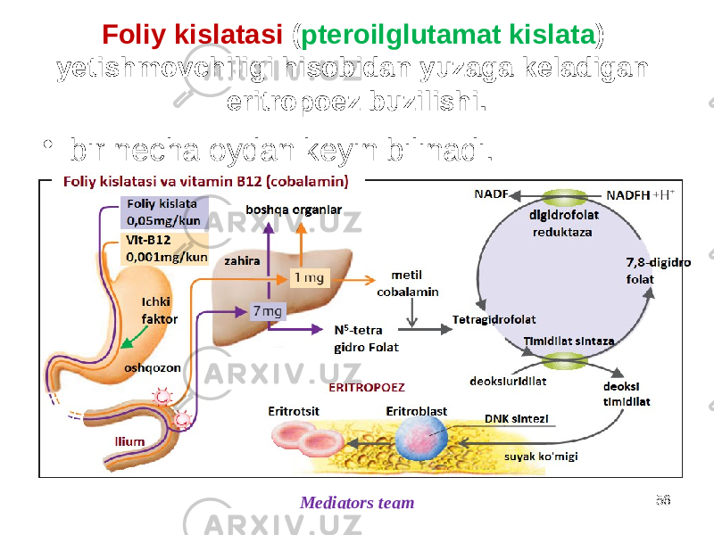 Foliy kislatasi ( pteroilglutamat kislata ) yetishmovchiligi hisobidan yuzaga keladigan eritropoez buzilishi. • bir necha oydan keyin bilinadi. 56 Mediators team 