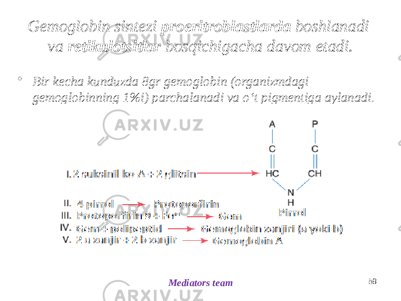 Gemoglobin sintezi proeritroblastlarda boshlanadi va retikulotsitlar bosqichigacha davom etadi. • Bir kecha kunduzda 8gr gemoglobin (organizmdagi gemoglobinning 1%i) parchalanadi va oʻt pigmentiga aylanadi. 59 Mediators team 