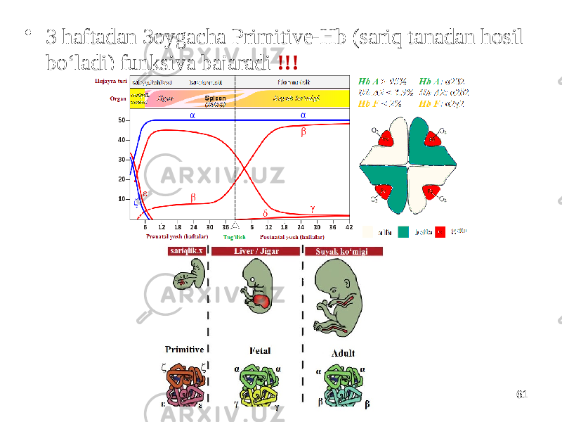 • 3 haftadan 3oygacha Primitive-Hb (sariq tanadan hosil boʻladi) funksiya bajaradi !!! Mediators team 61 