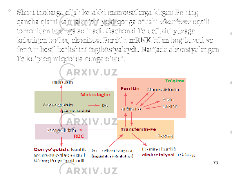 • Shuni inobatga olish kerakki enterotsitlarga kirgan Fe ning qancha qismi zahiralanishi yoki qonga oʻtishi akonitaza oqsili tomonidan tartibga solinadi. Qachonki Fe defitsiti yuzaga keladigan boʻlsa, akonitaza Ferritin-mRNK bilan bogʻlanadi va ferritin hosil boʻlishini ingibitsiyalaydi. Natijada absorsiyalangan Fe koʻproq miqdorda qonga oʻtadi. Dentistry 07 79 