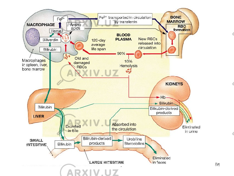 Dentistry 07 84 