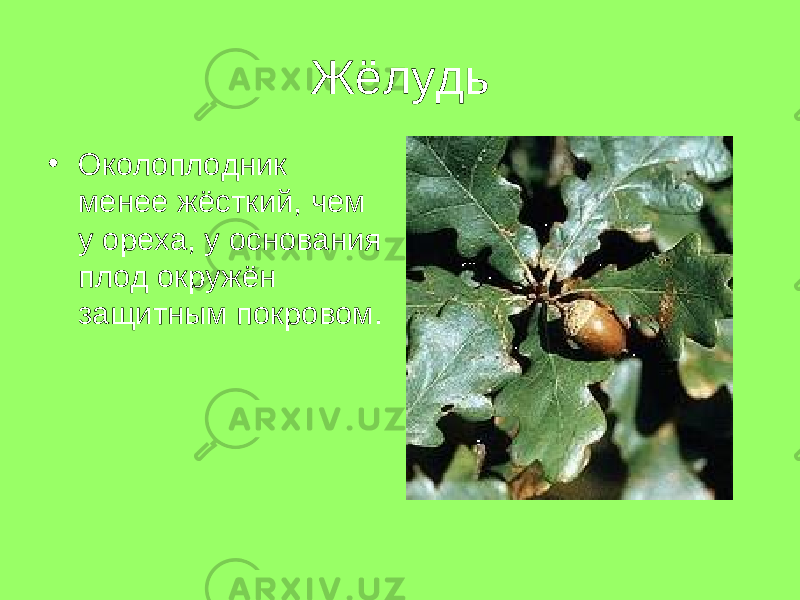 Жёлудь • Околоплодник менее жёсткий, чем у ореха, у основания плод окружён защитным покровом. 