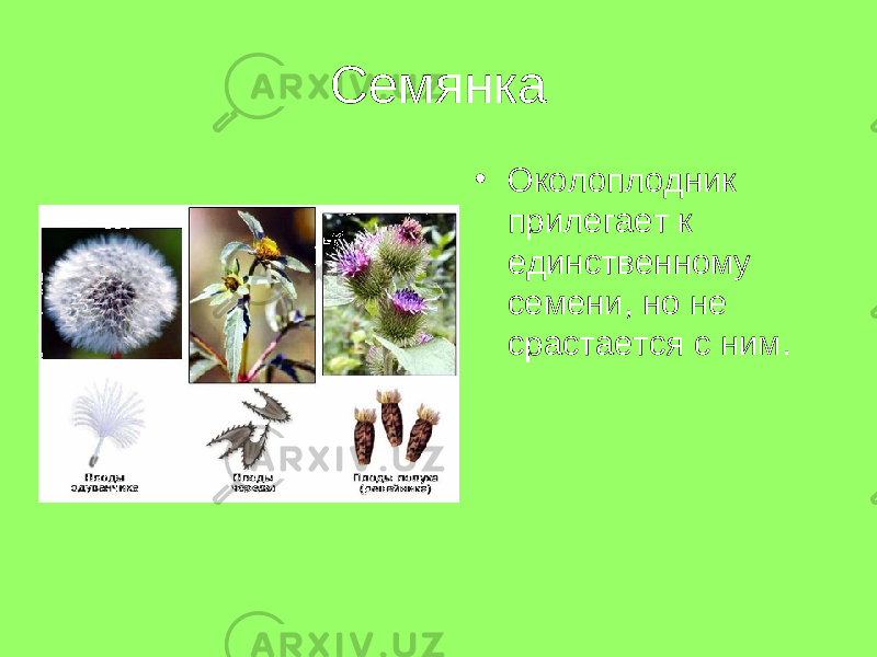Семянка • Околоплодник прилегает к единственному семени, но не срастается с ним. 