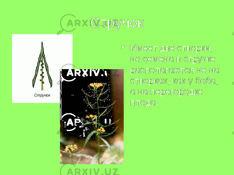 Стручок • Имеет две створки, но семена в стручке располагаются не на створках, как у боба, а на перегородке плода. 