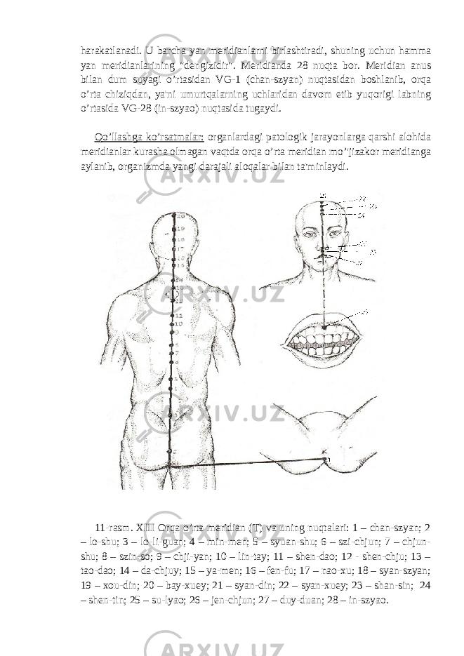 harakatlanadi. U barcha yan meridianlarni birlashtiradi, shuning uchun hamma yan meridianlarining &#34;dengizidir&#34;. Meridianda 28 nuqta bor. Meridian anus bilan dum suyagi o’rtasidan VG-1 (chan-szyan) nuqtasidan boshlanib, orqa o’rta chiziqdan, ya&#39;ni umurtqalarning uchlaridan davom etib yuqorigi labning o’rtasida VG-28 (in-szyao) nuqtasida tugaydi. Qo’llashga ko’rsatmalar: organlardagi patologik jarayonlarga qarshi alohida meridianlar kurasha olmagan vaqtda orqa o’rta meridian mo’&#39;jizakor meridianga aylanib, organizmda yangi darajali aloqalar bilan ta&#39;minlaydi. 11-rasm. XIII Orqa o’rta meridian (T) va uning nuqtalari: 1 – chan-szyan; 2 – lo-shu; 3 – lo-li-guan; 4 – min-men; 5 – syuan-shu; 6 – szi-chjun; 7 – chjun- shu; 8 – szin-so; 9 – chji-yan; 10 – lin-tay; 11 – shen-dao; 12 - shen-chju; 13 – tao-dao; 14 – da-chjuy; 15 – ya-men; 16 – fen-fu; 17 – nao-xu; 18 – syan-szyan; 19 – xou-din; 20 – bay-xuey; 21 – syan-din; 22 – syan-xuey; 23 – shan-sin; 24 – shen-tin; 25 – su-lyao; 26 – jen-chjun; 27 – duy-duan; 28 – in-szyao. 