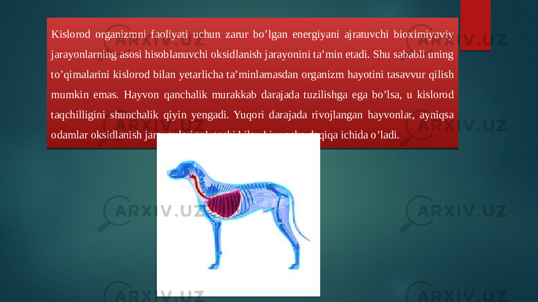 Kislorod organizmni faoliyati uchun zarur bo’lgan energiyani ajratuvchi bioximiyaviy jarayonlarning asosi hisoblanuvchi oksidlanish jarayonini ta’min etadi. Shu sababli uning to’qimalarini kislorod bilan yetarlicha ta’minlamasdan organizm hayotini tasavvur qilish mumkin emas. Hayvon qanchalik murakkab darajada tuzilishga ega bo’lsa, u kislorod taqchilligini shunchalik qiyin yengadi. Yuqori darajada rivojlangan hayvonlar, ayniqsa odamlar oksidlanish jarayonlari to’xtashi bilan bir necha daqiqa ichida o’ladi. 25 1A 12 13 12 0B 