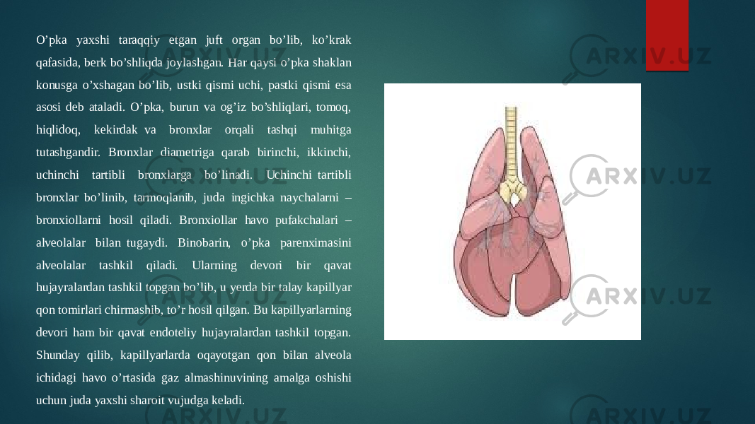 O’pka yaxshi taraqqiy etgan juft organ bo’lib, ko’krak qafasida, berk bo’shliqda joylashgan. Har qaysi o’pka shaklan konusga o’xshagan bo’lib, ustki qismi uchi, pastki qismi esa asosi deb ataladi. O’pka, burun va og’iz bo’shliqlari, tomoq, hiqlidoq, kekirdak  va bronxlar orqali tashqi muhitga tutashgandir. Bronxlar diametriga qarab birinchi, ikkinchi, uchinchi tartibli bronxlarga bo’linadi. Uchinchi  tartibli bronxlar bo’linib, tarmoqlanib, juda ingichka naychalarni – bronxiollarni hosil qiladi. Bronxiollar havo  pufakchalari – alveolalar bilan  tugaydi. Binobarin, o’pka parenximasini alveolalar tashkil qiladi. Ularning devori bir qavat hujayralardan tashkil topgan bo’lib, u yerda bir talay kapillyar qon tomirlari chirmashib, to’r hosil qilgan. Bu kapillyarlarning devori ham bir qavat endoteliy hujayralardan tashkil topgan. Shunday qilib, kapillyarlarda oqayotgan qon bilan alveola ichidagi havo o’rtasida gaz almashinuvining amalga oshishi uchun juda yaxshi sharoit vujudga keladi. 