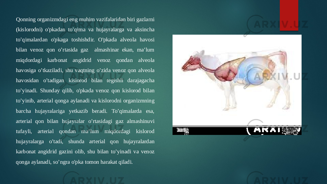 Qonning organizmdagi eng muhim vazifalaridan biri gazlarni (kislorodni) o&#39;pkadan to’qima va hujayralarga va aksincha to’qimalardan o&#39;pkaga toshishdir. O&#39;pkada alveola havosi bilan venoz qon o’rtasida gaz almashinar ekan, ma’lum miqdordagi karbonat angidrid venoz qondan alveola havosiga o’tkaziladi, shu vaqtning o’zida venoz qon alveola havosidan o’tadigan kislorod bilan tegishli darajagacha to’yinadi. Shunday qilib, o&#39;pkada venoz qon kislorod bilan to’yinib, arterial qonga aylanadi va kislorodni organizmning barcha hujayralariga yetkazib beradi. To’qimalarda esa, arterial qon bilan hujayralar o’rtasidagi gaz almashinuvi tufayli, arterial qondan ma’lum miqdordagi kislorod hujayralarga o’tadi, shunda arterial qon hujayralardan karbonat angidrid gazini olib, shu bilan to’yinadi va venoz qonga aylanadi, so’ngra o&#39;pka tomon harakat qiladi. 