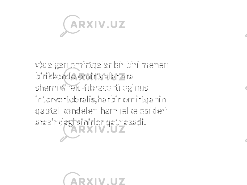 v)qalgan omirtqalar bir biri menen birikkende omirtqalar ara shemirshek -fibracortiloginus intervertebralis,harbir omirtqanin qaptal kondelen ham jelke osikleri arasindagi sinirler qatnasadi. 