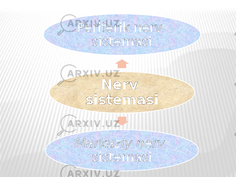 Nerv sistemasiPeriferik nerv sistemasi Markaziy nerv sistemasi 