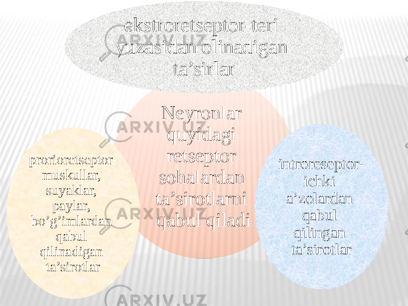 Neyronlar quyidagi retseptor sohalardan ta’sirotlarni qabul qiladiekstroretseptor-teri yuzasidan olinadigan ta’sirlar introreseptor- ichki a’zolardan qabul qilingan ta’sirotlarprorioretseptor- muskullar, suyaklar, paylar, bo’g’imlardan qabul qilinadigan ta’sirotlar 