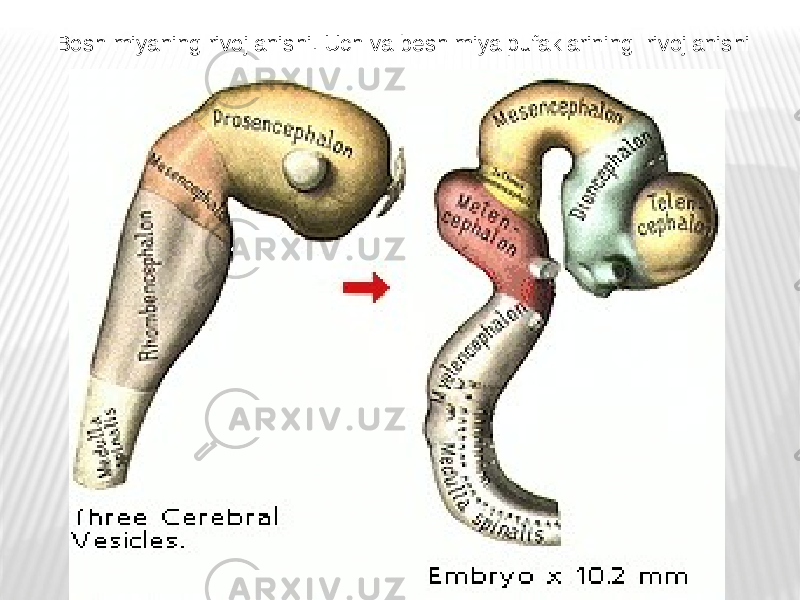 Bosh miyaning rivojlanishi. Uch va besh miya pufaklarining rivojlanishi 